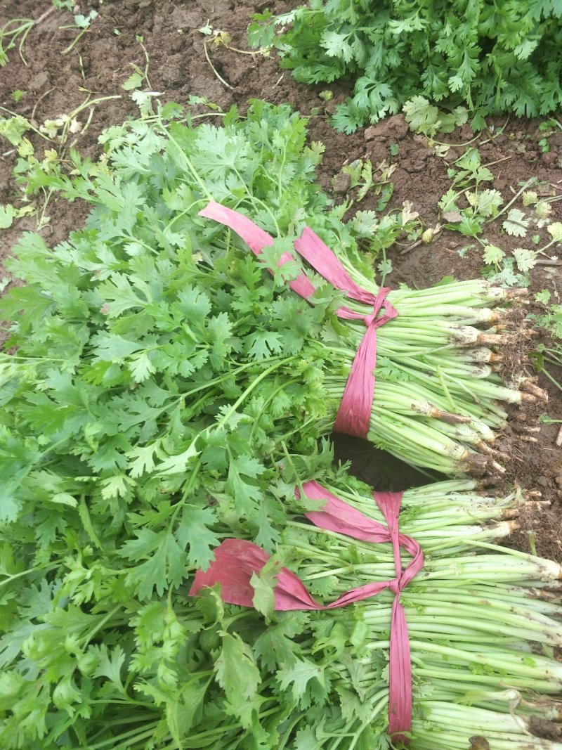 蔬菜