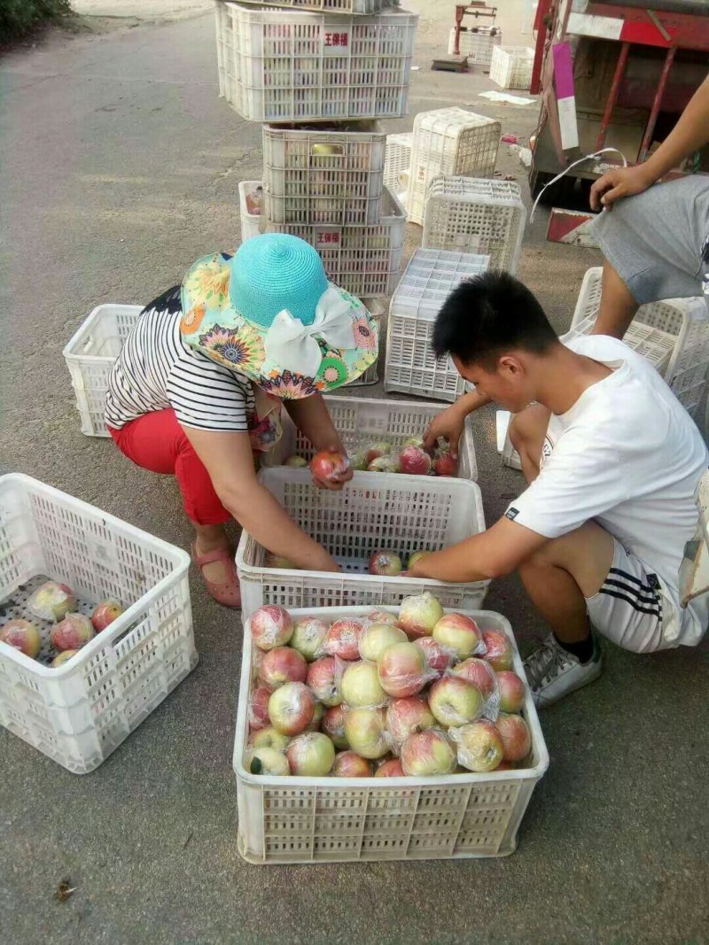 红露苹果美八苹果早熟苹果山东苹果产地口感脆甜量大优惠