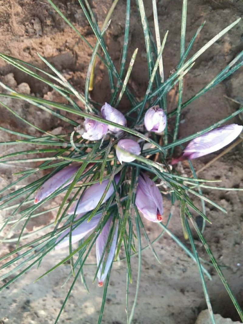 藏红花种植户