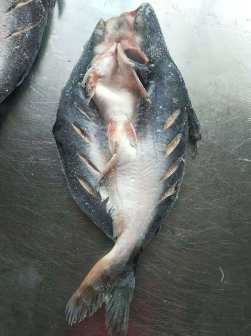 开背巴沙鱼，小条开背巴沙鱼