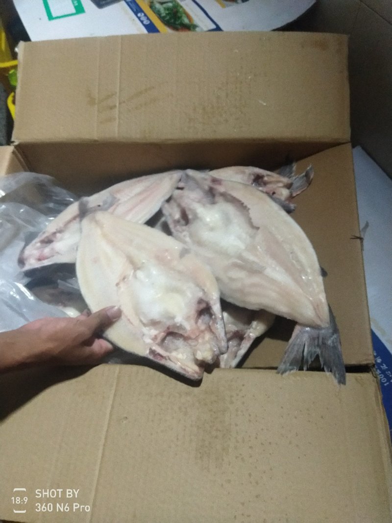 开背巴沙鱼，小条开背巴沙鱼