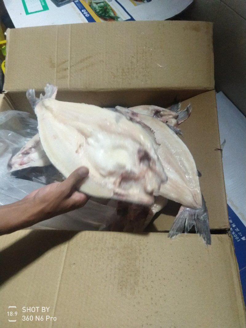 开背巴沙鱼，小条开背巴沙鱼