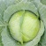 大量供应京丰一号遍包菜好货质量弟一。一公斤以上这三公斤，