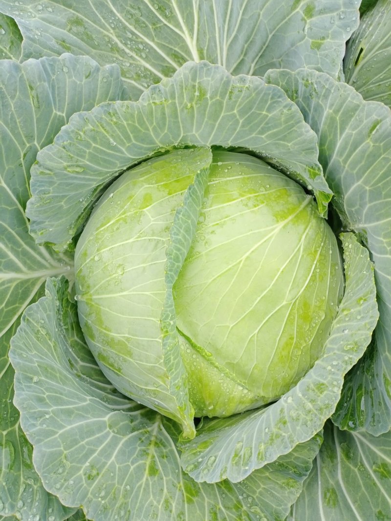 大量供应京丰一号遍包菜好货质量弟一。一公斤以上这三公斤，