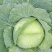 大量供应京丰一号遍包菜好货质量弟一。一公斤以上这三公斤，