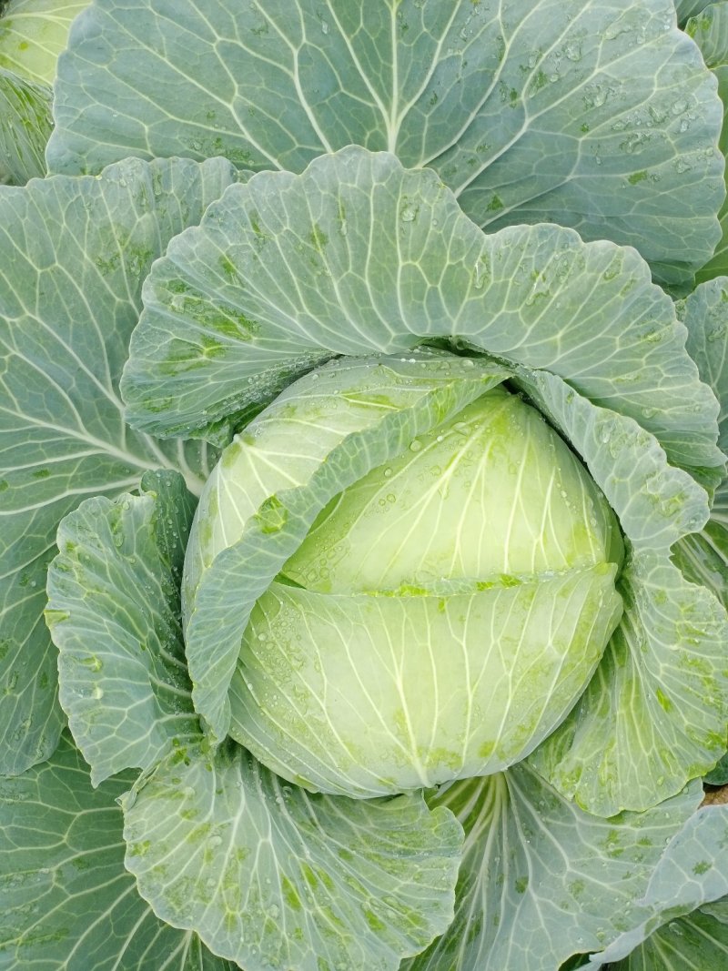 大量供应京丰一号遍包菜好货质量弟一。一公斤以上这三公斤，