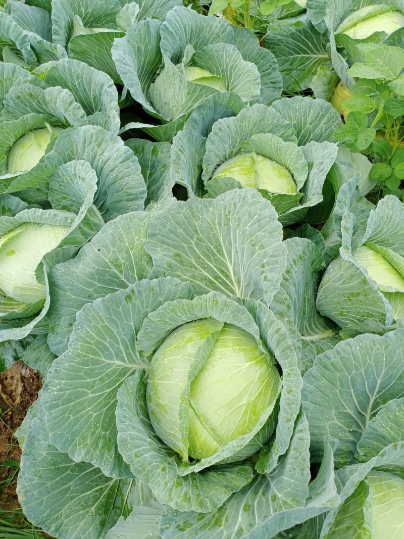 大量供应京丰一号遍包菜好货质量弟一。一公斤以上这三公斤，