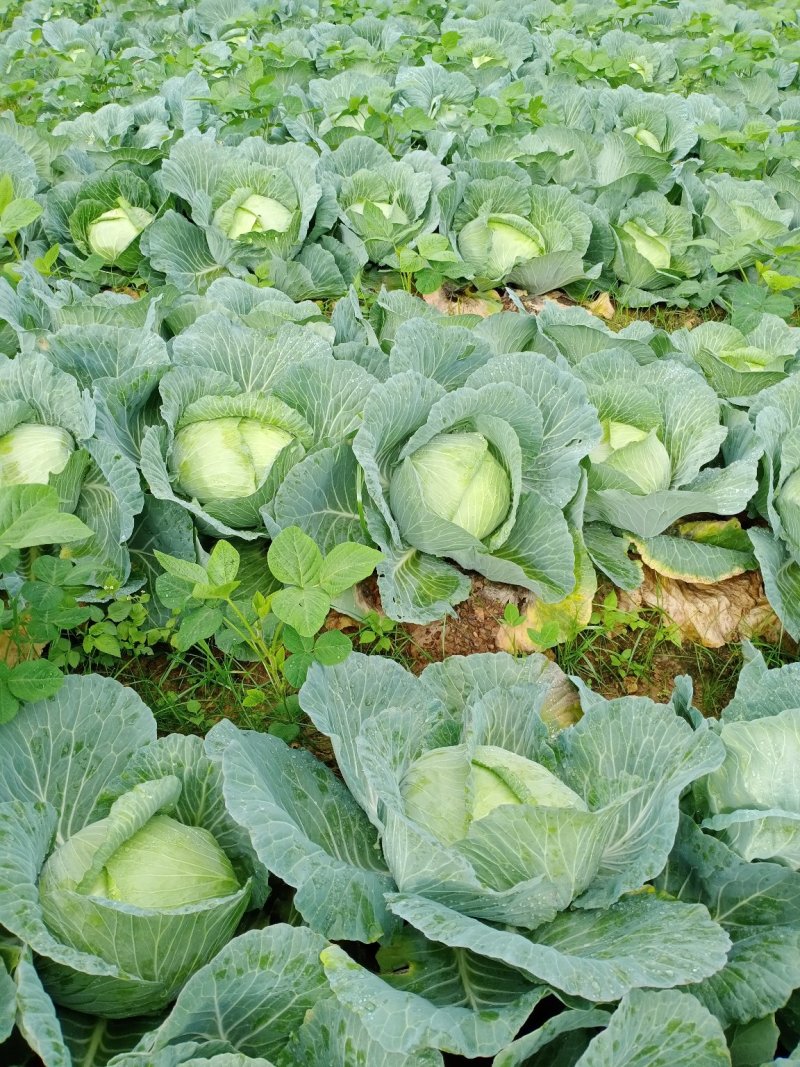 大量供应京丰一号遍包菜好货质量弟一。一公斤以上这三公斤，