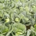 大量供应京丰一号遍包菜好货质量弟一。一公斤以上这三公斤，