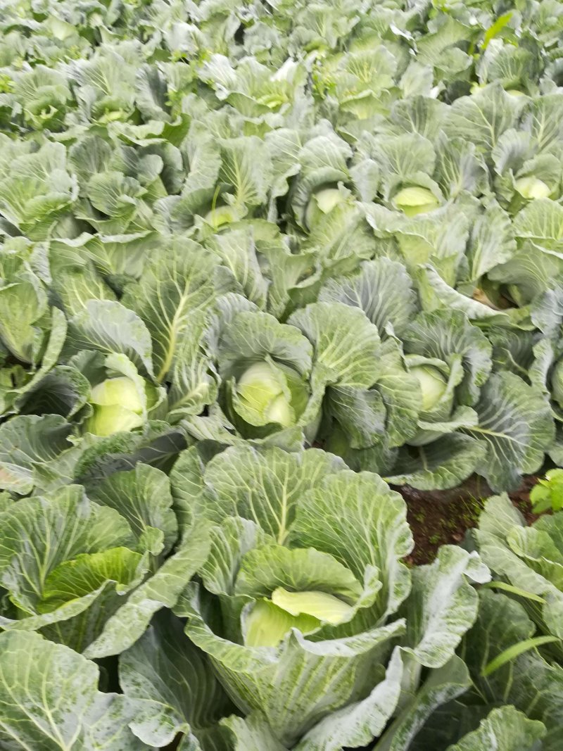 大量供应京丰一号遍包菜好货质量弟一。一公斤以上这三公斤，