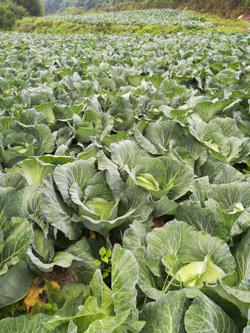 大量供应京丰一号遍包菜好货质量弟一。一公斤以上这三公斤，