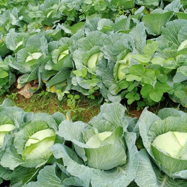 大量供应京丰一号遍包菜好货质量弟一。一公斤以上这三公斤，