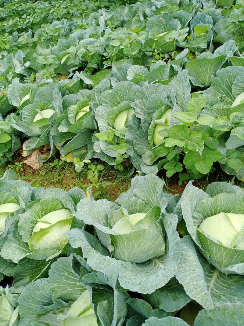大量供应京丰一号遍包菜好货质量弟一。一公斤以上这三公斤，