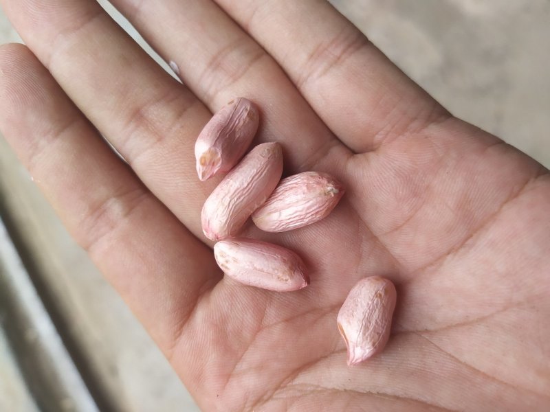 干果花生大量供应全国