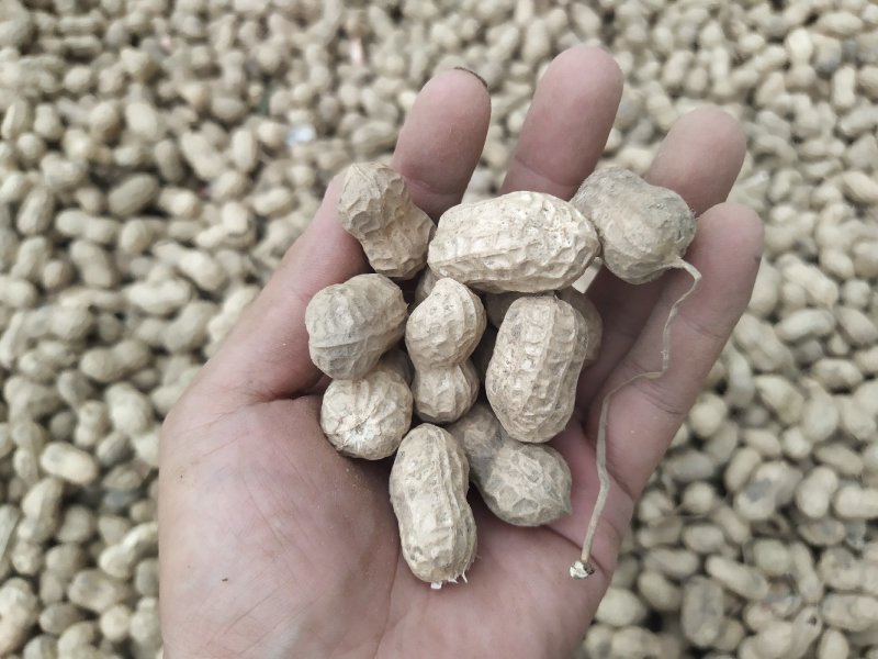 干果花生大量供应全国
