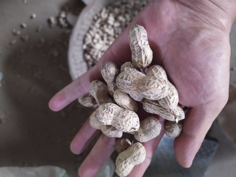 干果花生大量供应全国
