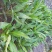 玉簪绿化苗木宿根花卉粉花玉簪紫花玉簪