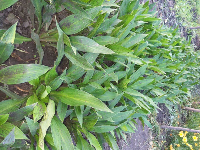 玉簪绿化苗木宿根花卉粉花玉簪紫花玉簪