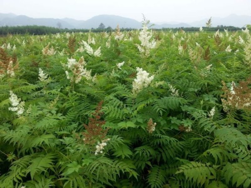 珍珠梅工程苗珍珠梅小苗