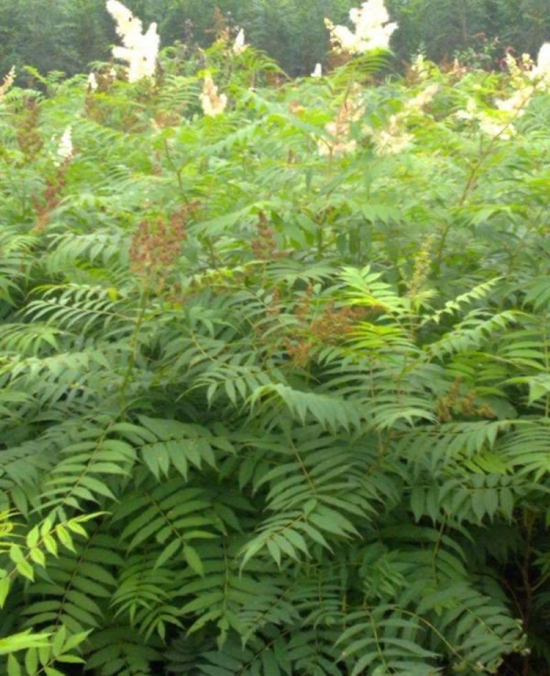 珍珠梅工程苗珍珠梅小苗