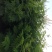 珍珠梅工程苗珍珠梅小苗