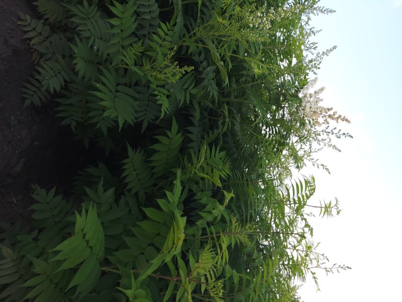 珍珠梅工程苗珍珠梅小苗