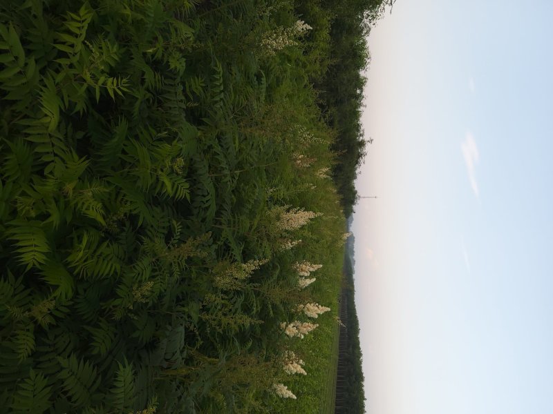 珍珠梅工程苗珍珠梅小苗