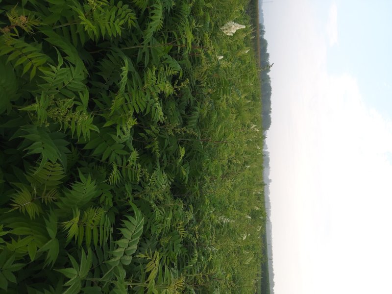 珍珠梅工程苗珍珠梅小苗
