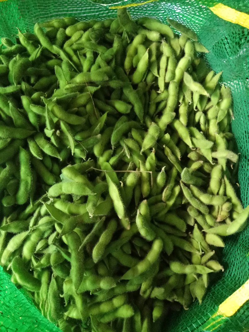 毛豆