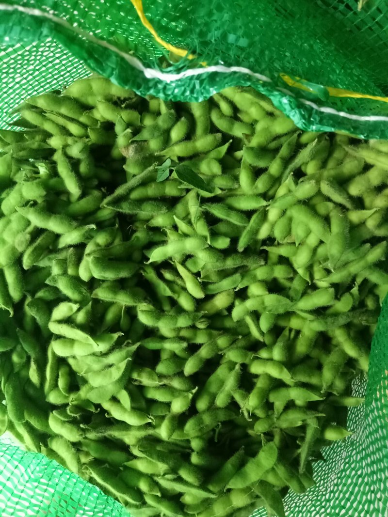 毛豆