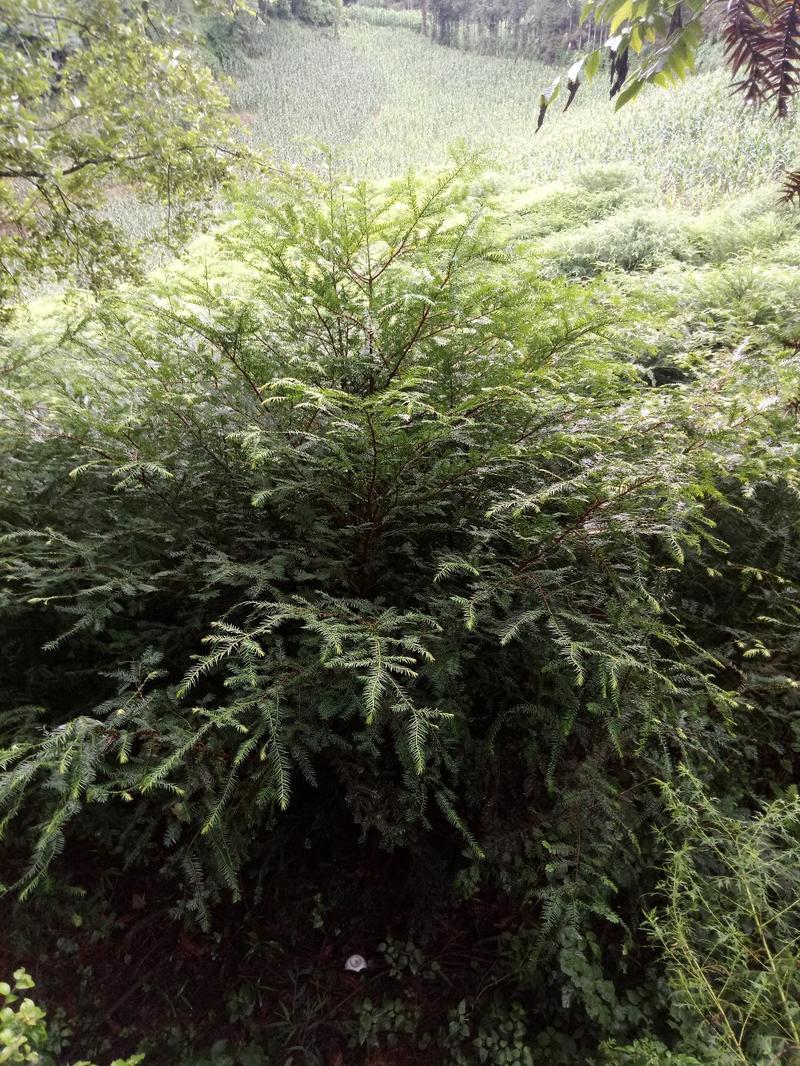 红豆杉云南红豆杉，也是一种打造人居环境理想植物