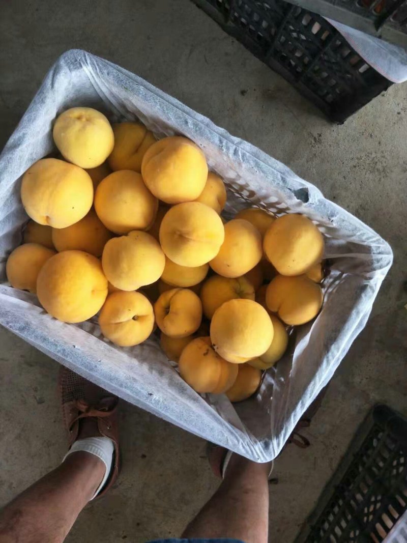 安徽精品黄金蜜一号黄毛桃黄金刚大量上市保证质量发市场