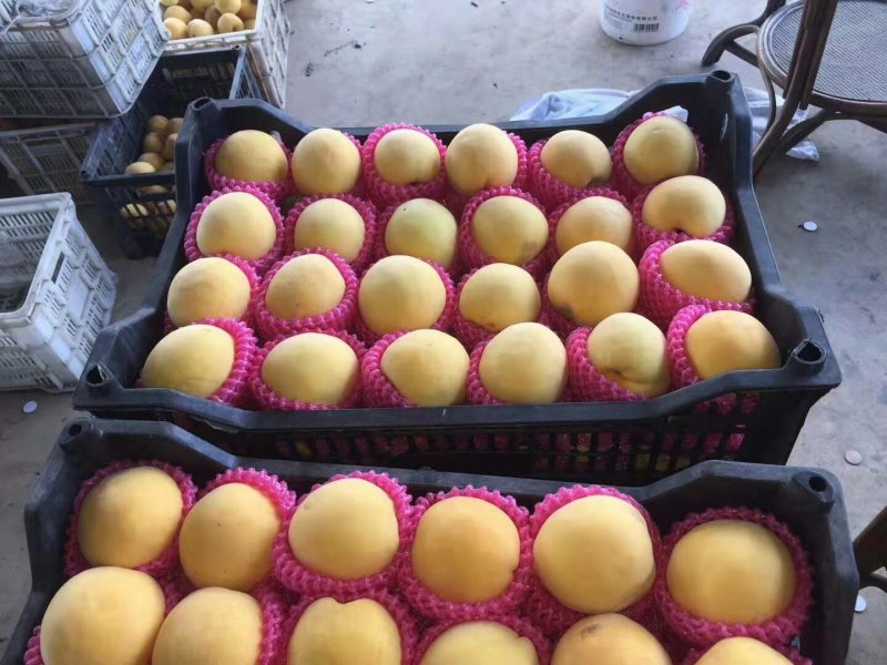 安徽精品黄金蜜一号黄毛桃黄金刚大量上市保证质量发市场