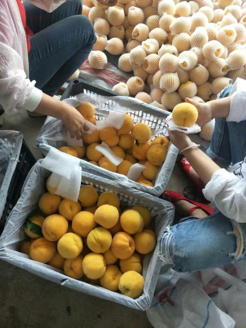 安徽精品黄金蜜一号黄毛桃黄金刚大量上市保证质量发市场