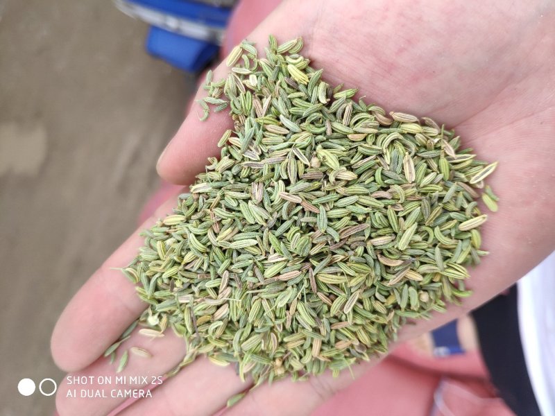 国产小茴香，国产小茴香，国产小茴香，以实物为准