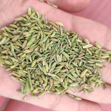 国产小茴香，国产小茴香，国产小茴香，以实物为准