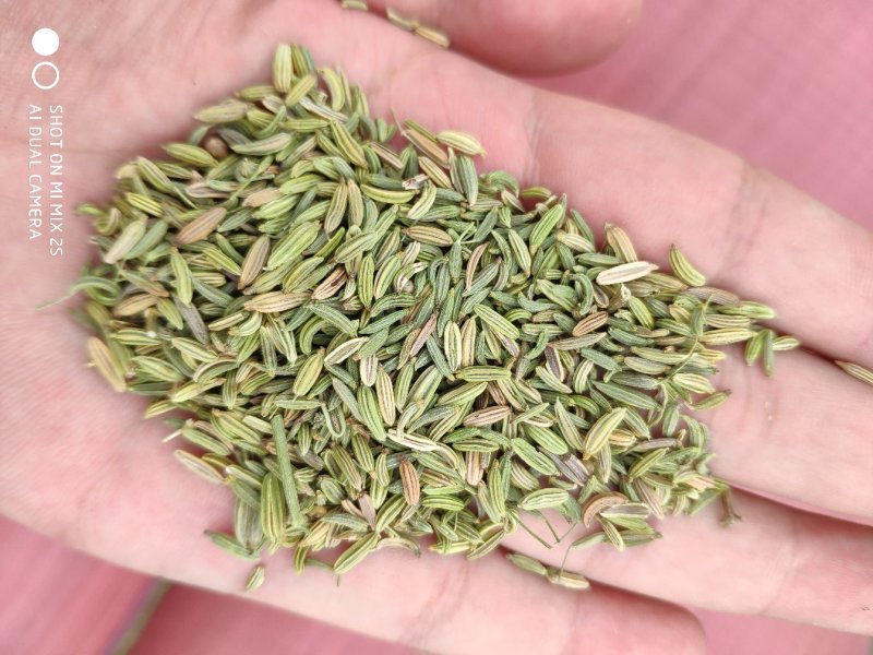 国产小茴香，国产小茴香，国产小茴香，以实物为准