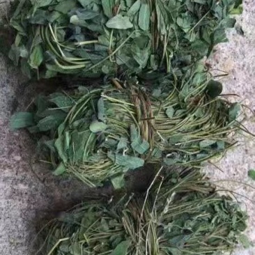 鸡骨草