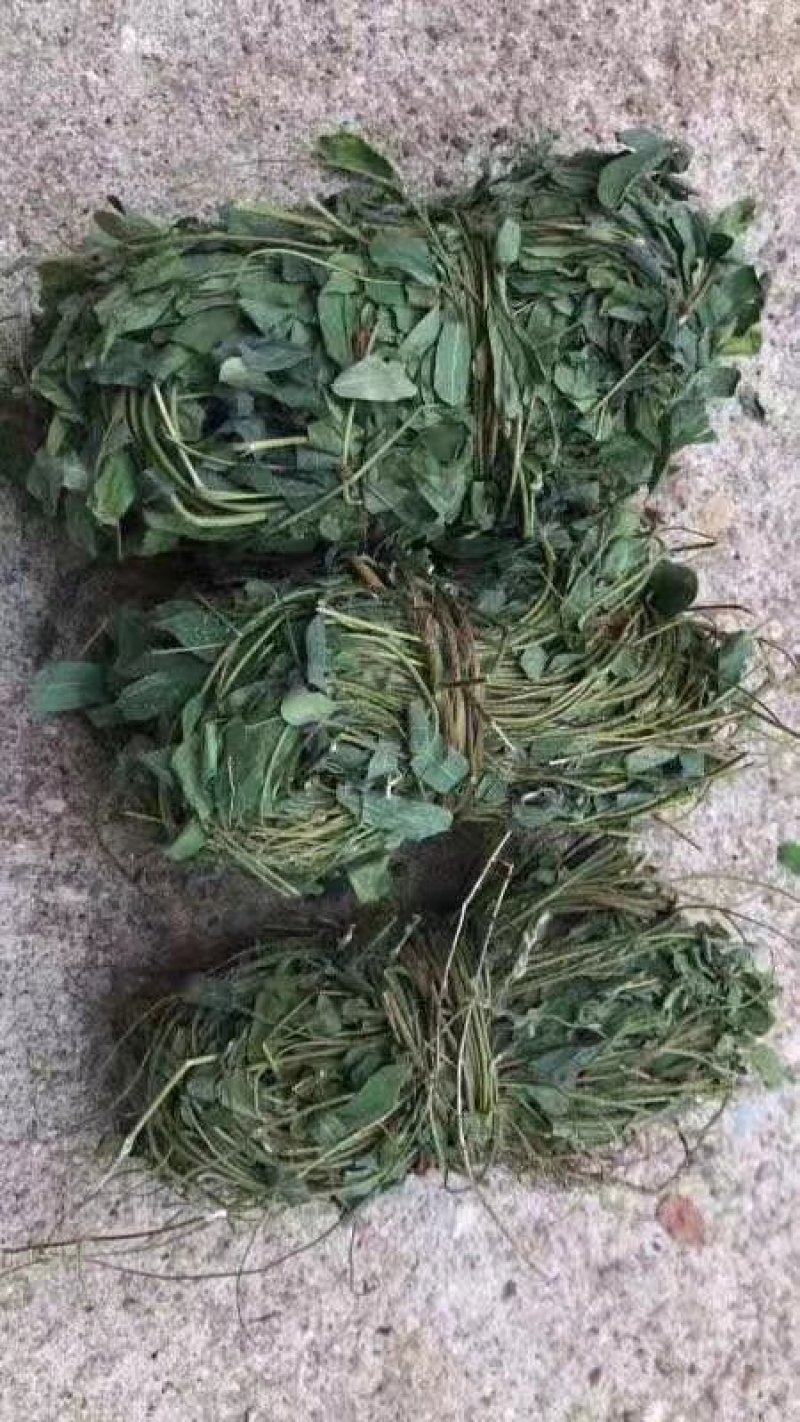 鸡骨草