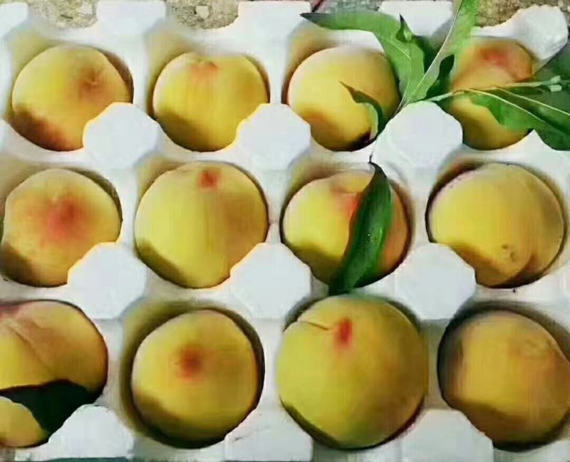 八三，五号，黄金冠，大量上市，货源充足支持产地考查看货