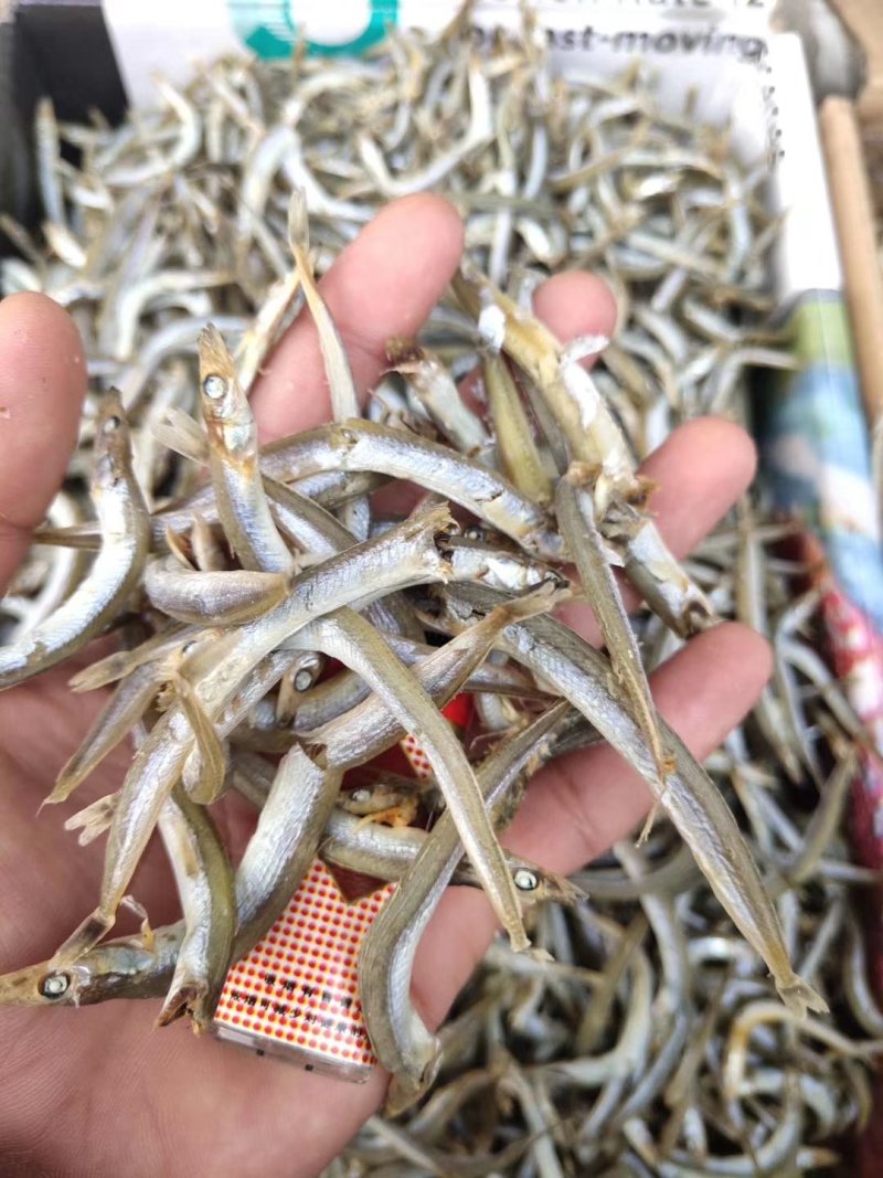 银针鱼，沙里钻，鱼干（干度好细条，低价批发）