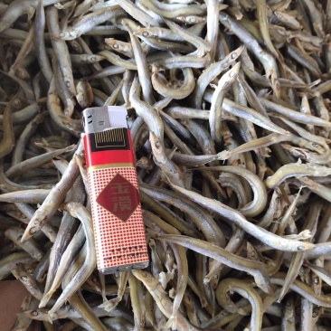 银针鱼，沙里钻，鱼干（干度好细条，低价批发）