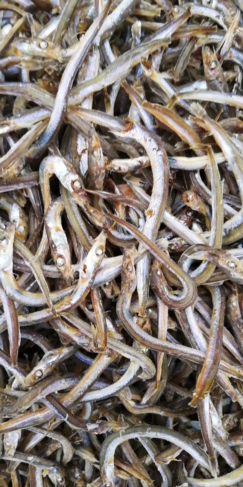 银针鱼，沙里钻，鱼干（干度好细条，低价批发）