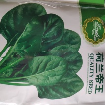菠菜种子荷兰帝王菠菜种子
