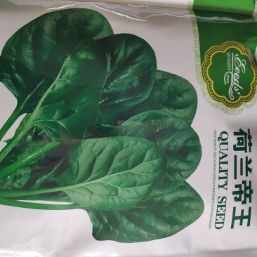 菠菜种子荷兰帝王菠菜种子