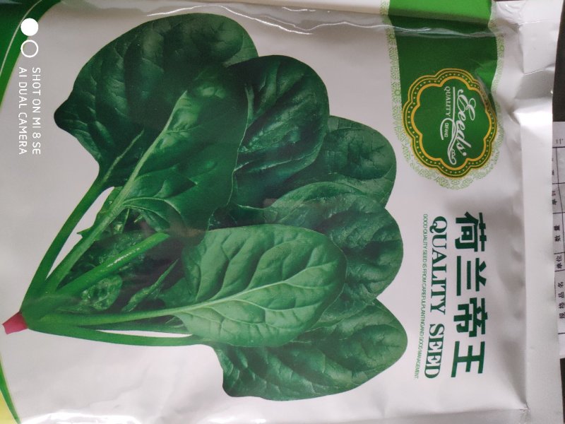 菠菜种子荷兰帝王菠菜种子