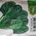 菠菜种子荷兰帝王菠菜种子