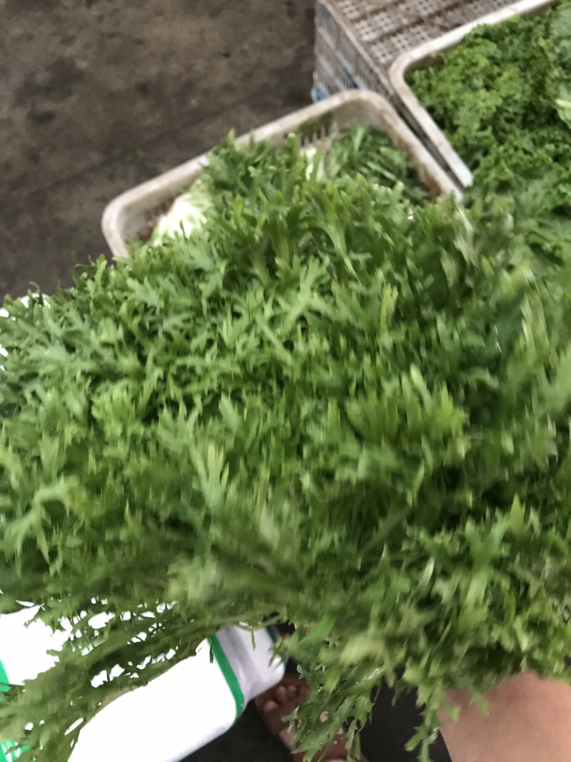 精品苦苣超市专供