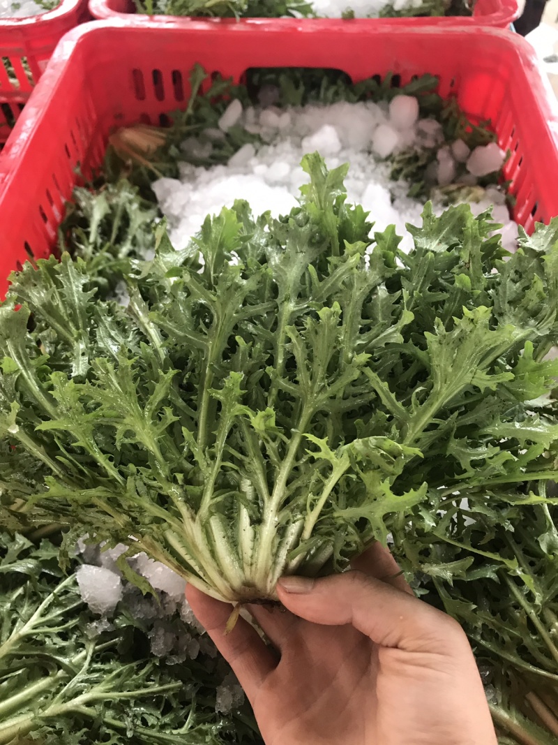 精品苦苣超市专供