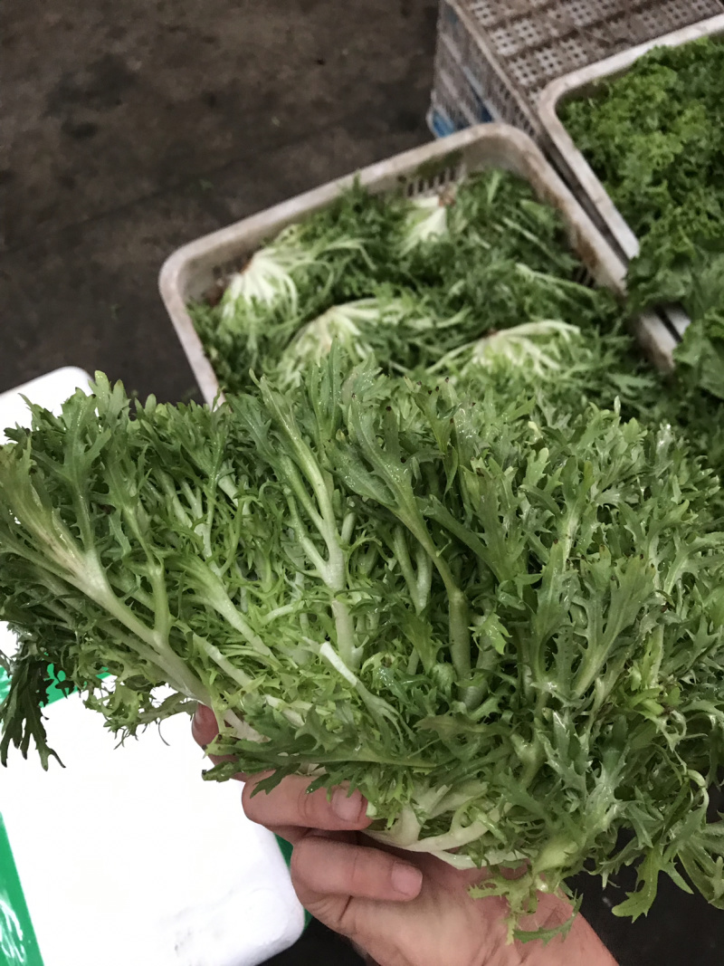 精品苦苣超市专供